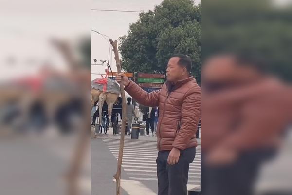 乌龟也会飞