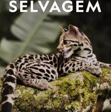 【纪录片】野性美洲 (2020) 1080P 全集 中字外挂字幕