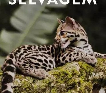 【纪录片】野性美洲 (2020) 1080P 全集 中字外挂字幕