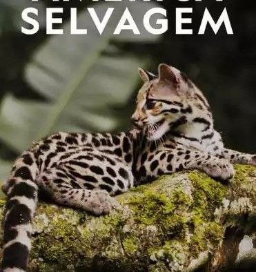 【纪录片】野性美洲 (2020) 1080P 全集 中字外挂字幕