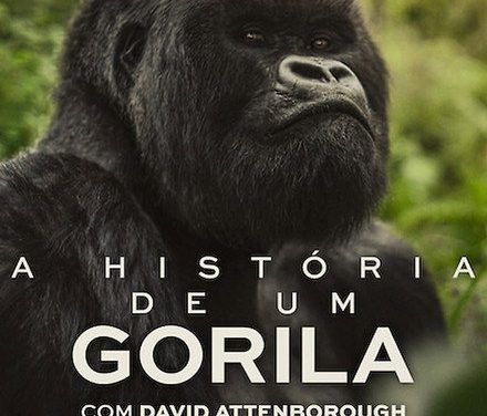 难得的野生纪录片！《大卫·艾登堡：大猩猩的故事》2026英国纪录片百度云网盘夸克下载