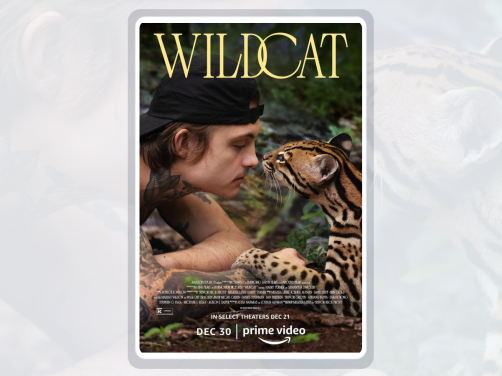 这部美国纪录片后劲很大！《野猫》 2026 夸克网盘 未删减 限时转存