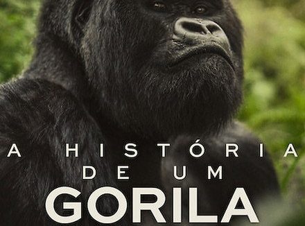 难得的野生纪录片！《大卫·艾登堡：大猩猩的故事》2026英国纪录片百度云网盘夸克下载