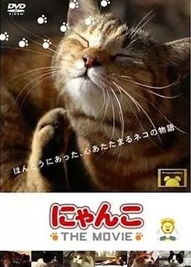 《猫咪物语》高分治愈纪录片推荐 全5部丨9.0分