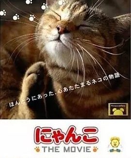 《猫咪物语》高分治愈纪录片推荐 全5部丨9.0分